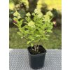 Hortenzie latnatá 'Magical sweet summer'