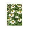 Třapatkovka Echinacea 'Purpurea Alba' v květináči