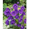 Boubelka modrá 'Platycodon grandiflorus'