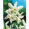 Narcis 'Thalia' 5 ks
