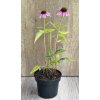 Třapatkovka Echinacea 'Purpurea magnus' v květináči