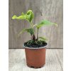 Třapatkovka Echinacea 'Green Twister' v květináči