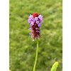 Prvosenka orchideokvětá 'Primula Vialli' v květináči