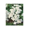 Řebříček obecný 'Achillea White Beauty' v květináči