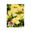 Řebříček obecný 'Achillea Yellow'  v květináči