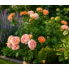 ChatGPT Image 23. 7. 2026 12 27 39