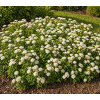 Spiranea Japonica 'Albiflora'