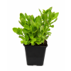 ChatGPT Image 11. 6. 2026 11 17 24