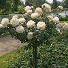 3227 5 mnohokveta ruze kordes lions rose 2l kontejner