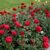 3317 7 velkokveta ruze kordes grande amore 2l kontejner