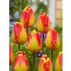 3578 1 tulipan banjaluka 5 ks