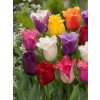 Mix třepenitých tulipánů 50 ks (Velikost hlíz 12+)