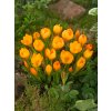 FA 12 0230 Crocus Aureus
