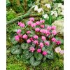 3878 1 bramborik podzimni cyclamen cilicium 1 ks