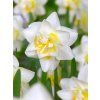 3974 1 narcis white lion 5 ks