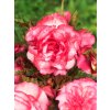 5081 begonie bouton de rose 2 ks