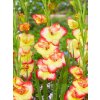 FA 21 0374 Gladiolus nanus Las Vegas