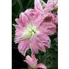 6707 lilie lotus elegance 1 ks