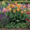 canna garden fzl7kvgrn
