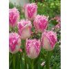 FA 15 0247 Tulipa Huis ten Bosch