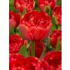 FA 12 0328 Tulipa Miranda