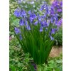 FA 16 0470 Hyacinthoides hispanica
