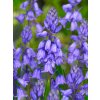 FA 10 0460 Hyacinthoides hispanica