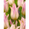 FA 10 0532 Tulipa Elegant Lady