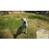 Animal Shelter (PC) Steam Key