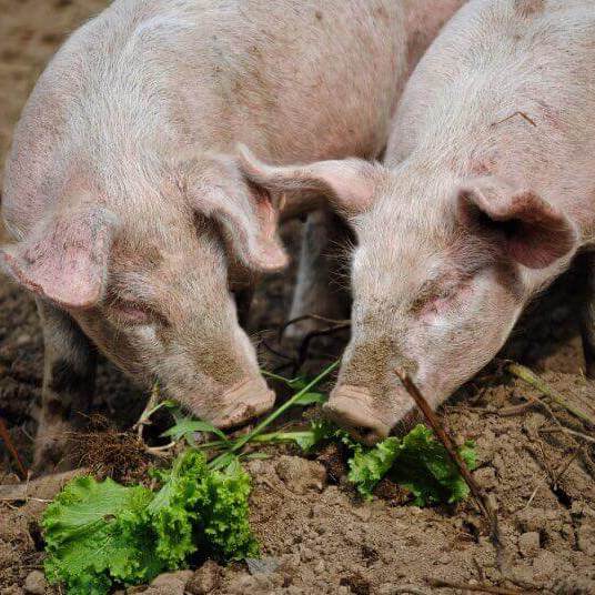 Jamón Serrano podrobně