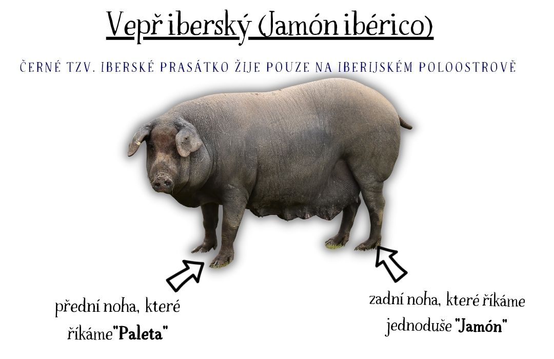 Vše o Jamonu podrobně