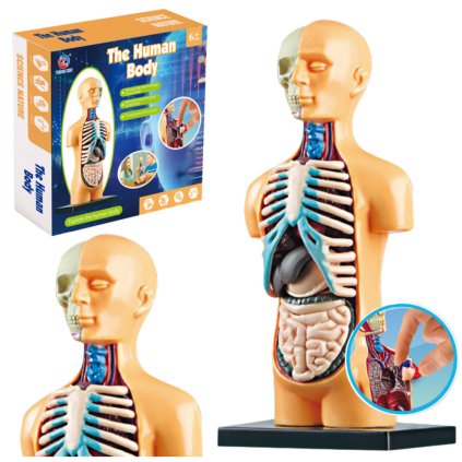 Anatomický Edukační Model Lidského Těla Orgány