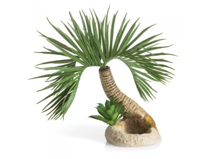 4612 7611 biorb palma seychelles s palm tree seychelles 72679