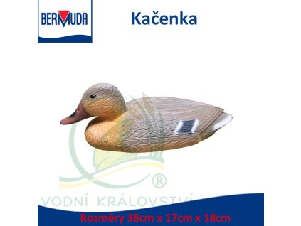 5451 9674 bermuda kacenka