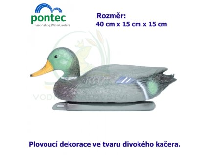 1827 4142 mallard duck drake