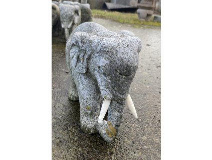 5206 8960 slon seda zula s bilymi kly