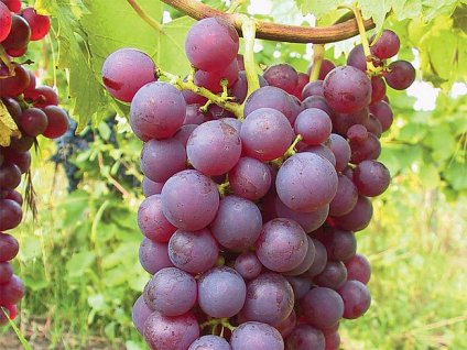 chrupka cervena jpg irecept full