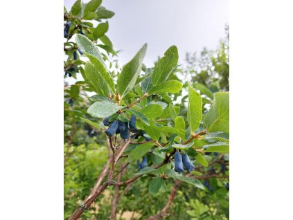 5+1 Arándano GRATIS- Arándanos de Kamchatka