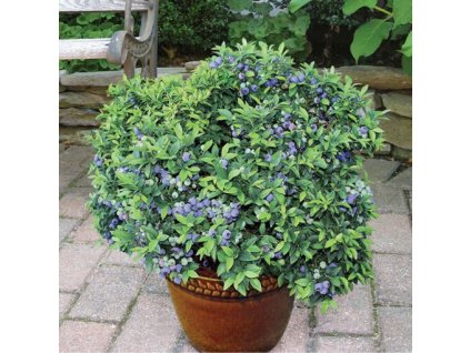 Balcón arándano "Emil"