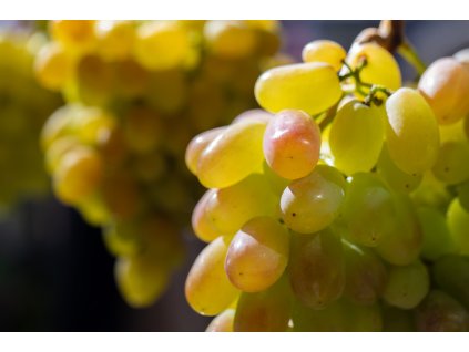 eva profimedia 0856194715