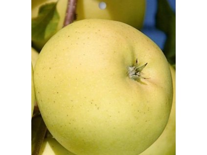 Manzano - Verano translúcido