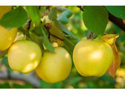 Goldstar profimedia 0961922818