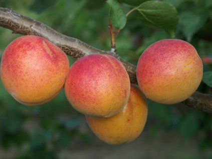 Albaricoque Bergeron