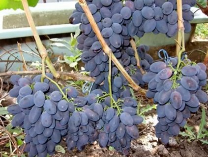 Plantas " Kodrianka "