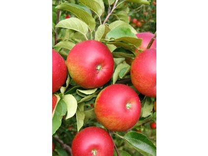 Jabloň Rubín