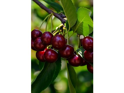 Višeň ERDI BÖTERMO
