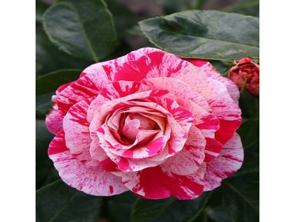 Polyantka Abraca Dabra