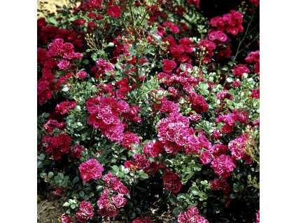 Půdopokryvná červená růže Rote The Fairy