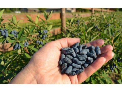 Blue banana kamčatka