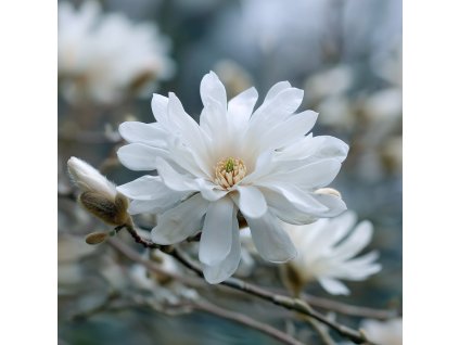 Magnolia stellata 'Royal Star'